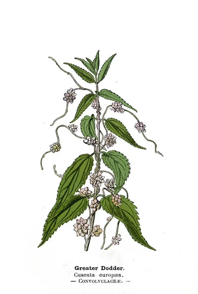 Illustrazione Botanica Immagine Della Pianta — Foto Stock