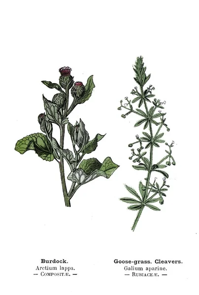 Botanical Illustration Picture Plant — Stock Photo, Image