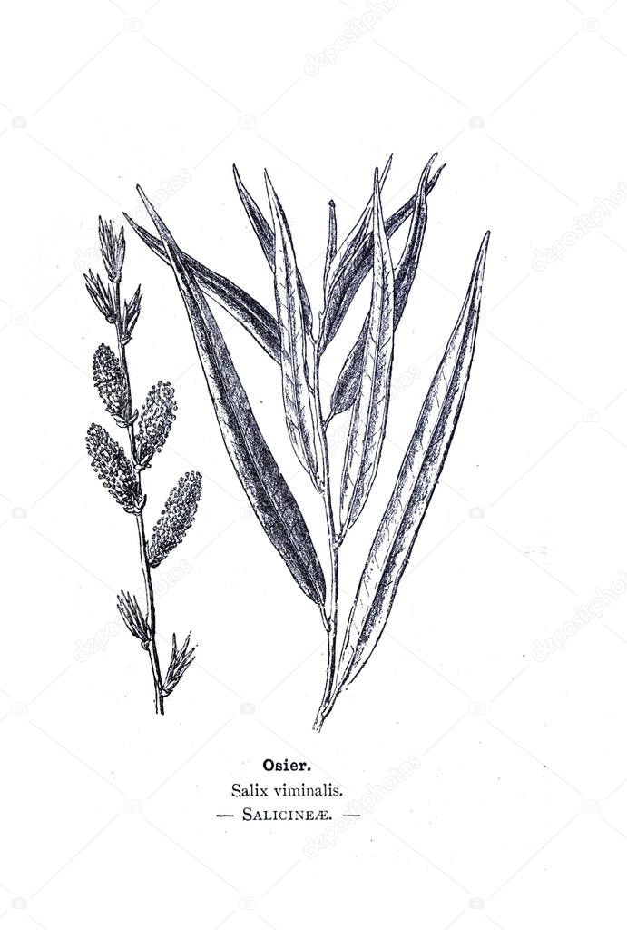 Botanical illustration. Picture of plant