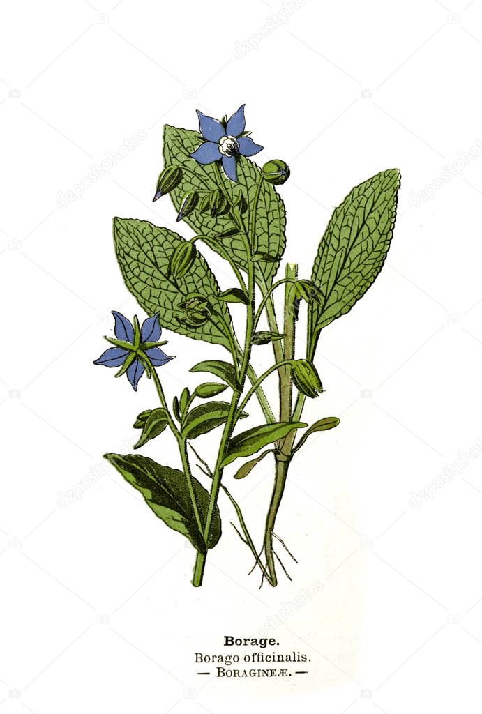 Botanical illustration. Picture of plant