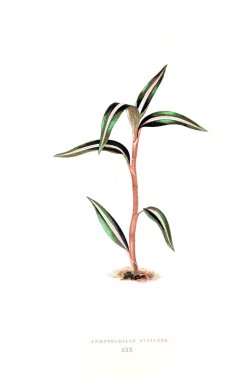 Bitki çizimi. Eski resim