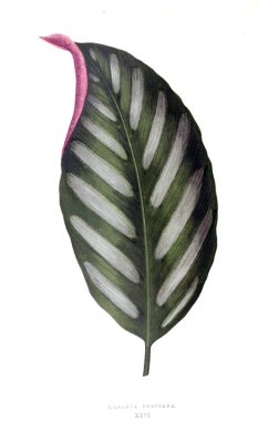 Bitki çizimi. Eski resim