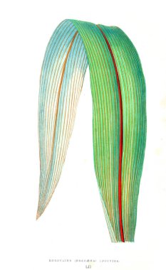 Bitki çizimi. Eski resim