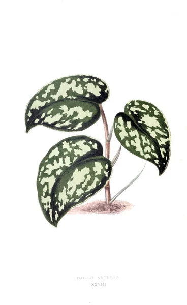 植物のイラスト 古いイメージ — ストック写真