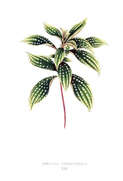 Illustration Plante Ancienne Image — Photo