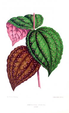 Bitki çizimi. Eski resim