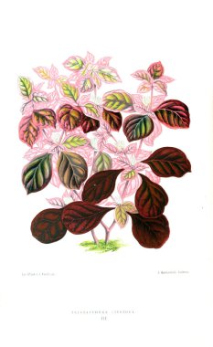 Bitki çizimi. Eski resim