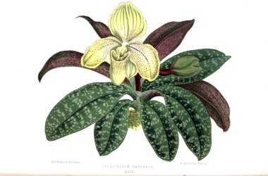 Bitki çizimi. Eski resim