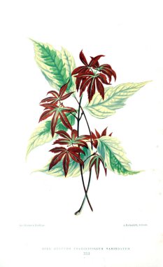 Bitki çizimi. Eski resim