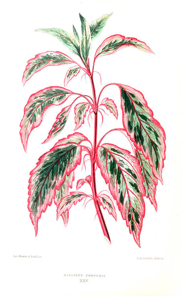 Illustration of plant. Old image