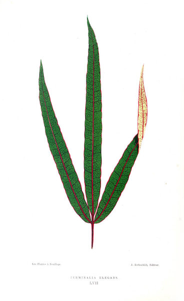 Illustration of plant. Old image
