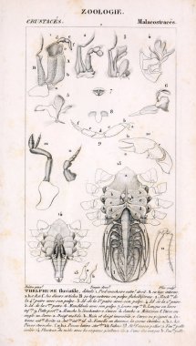 Hayvan Illustration. Retro görüntü