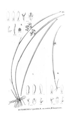 Bitki çizimi. Retro resim