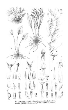 Bitki çizimi. Retro resim