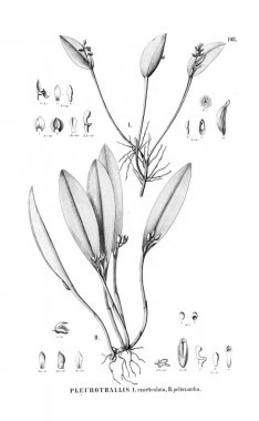 Bitki çizimi. Retro resim