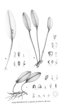 Bitki çizimi. Retro resim