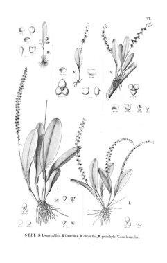 Bitki çizimi. Retro resim