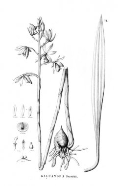 Bitki çizimi. Retro resim