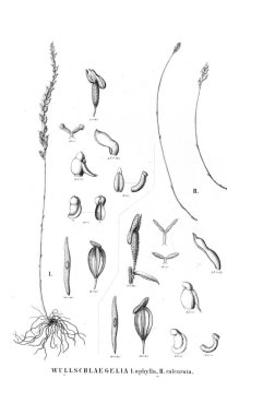 Bitki çizimi. Retro resim