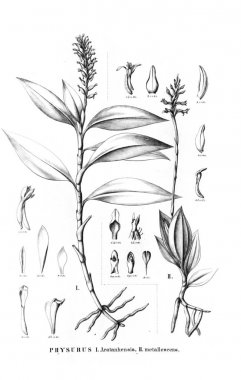 Bitki çizimi. Retro resim