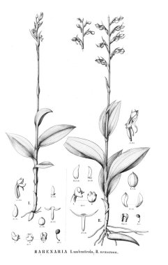 Bitki çizimi. Retro resim