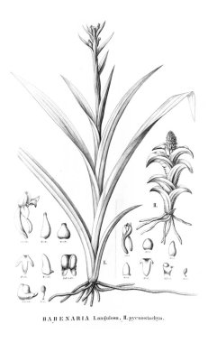 Bitki çizimi. Retro resim