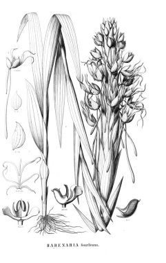 Bitki çizimi. Retro resim