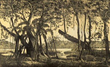 Güney America.Old görüntü doğası