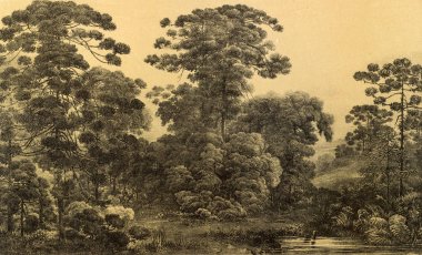 Güney America.Old görüntü doğası