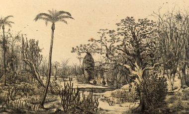 Güney America.Old görüntü doğası