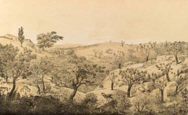 Güney America.Old görüntü doğası