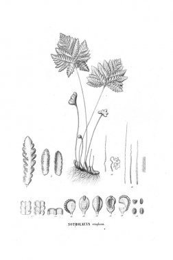 Fern Illustration. Eski resim