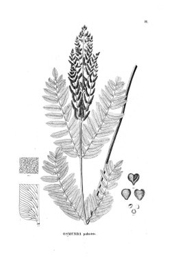 Fern Illustration. Eski resim