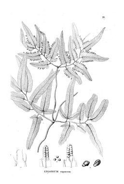 Fern Illustration. Eski resim