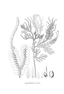 Fern Illustration. Eski resim