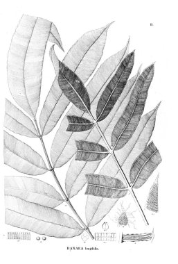 Fern Illustration. Eski resim