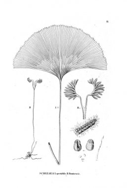 Fern Illustration. Eski resim