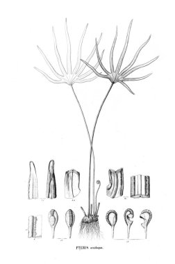 Fern Illustration. Eski resim