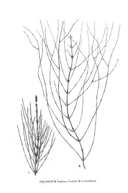 Fern Illustration. Eski resim