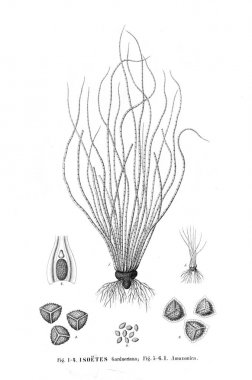 Fern Illustration. Eski resim