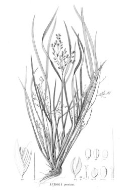 Bitki çizimi. Eski resim