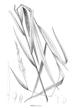 Bitki çizimi. Eski resim