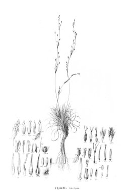 Bitki çizimi. Eski resim