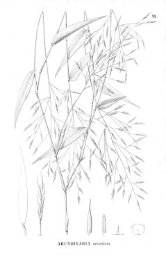 Bitki çizimi. Eski resim