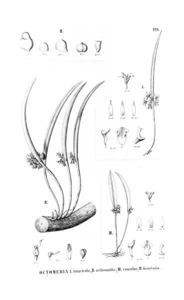 Illustratie Van Een Plant Retro Foto — Stockfoto