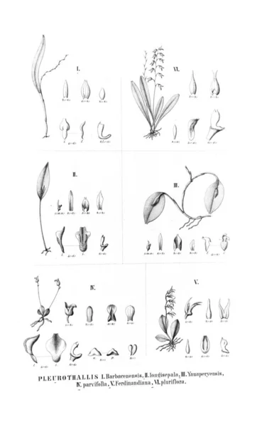 植物的例证 复古图片 — 图库照片