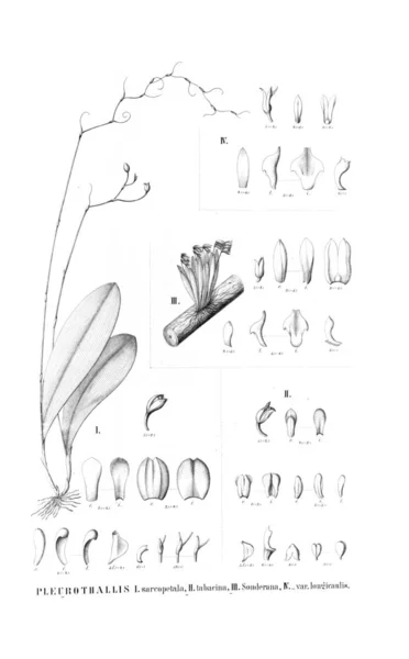 植物のイラスト レトロな画像 — ストック写真