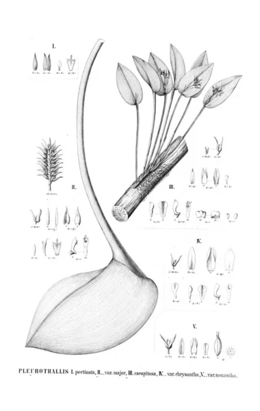 Ilustracja Roślin Obrazek Retro — Zdjęcie stockowe