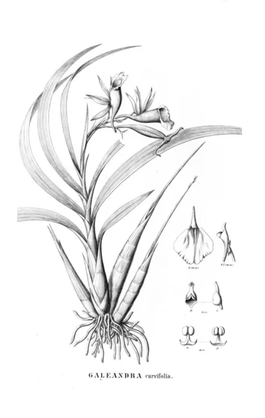 Illustration Plant Retro Picture — Stock Photo, Image