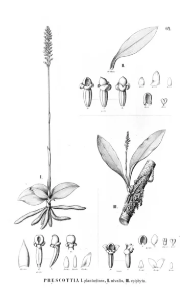 Illustratie Van Een Plant Retro Foto — Stockfoto